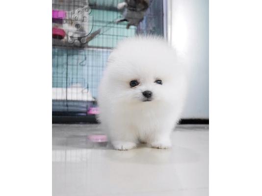 PoulaTo: μινιατούρα pomeranian