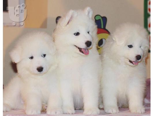 PoulaTo: Διαθέσιμα όμορφα κουτάβια Samoyed