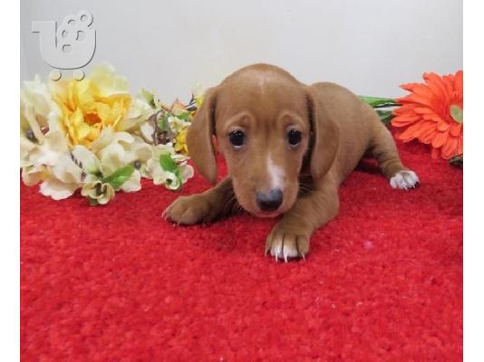 PoulaTo: Κουτάβια Dachshunds.