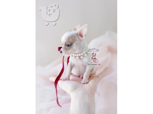 PoulaTo: Kc Εγγεγραμμένος Chihuahua Dog