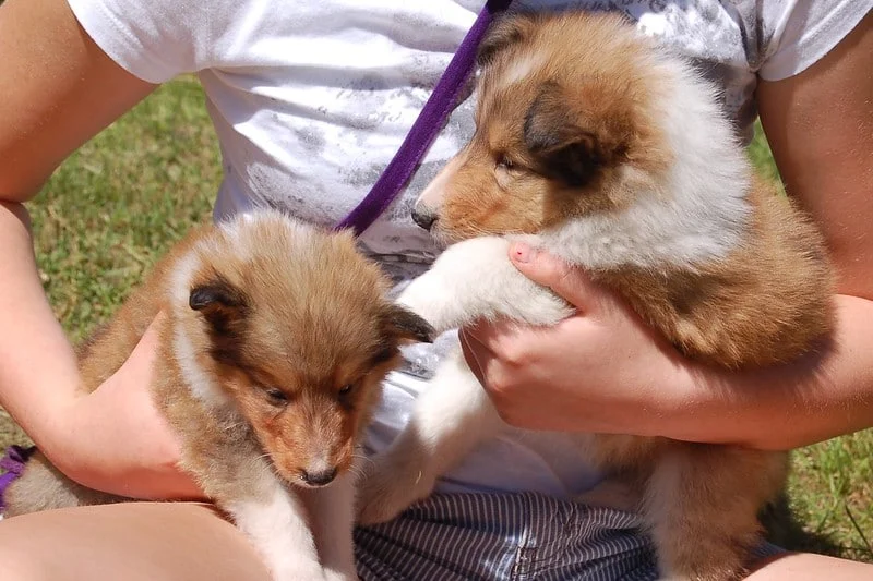PoulaTo: Collie - Κόλεϊ