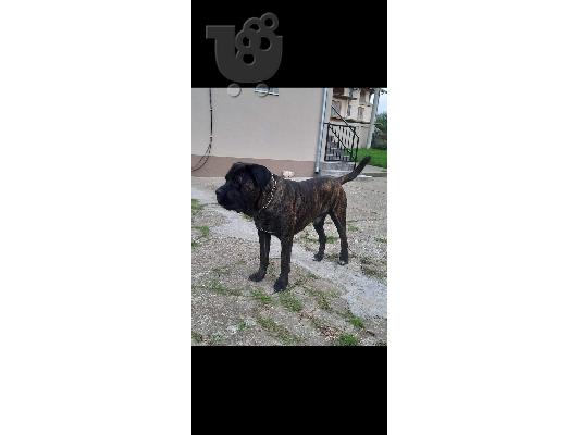 Cane Corso κουτάβια