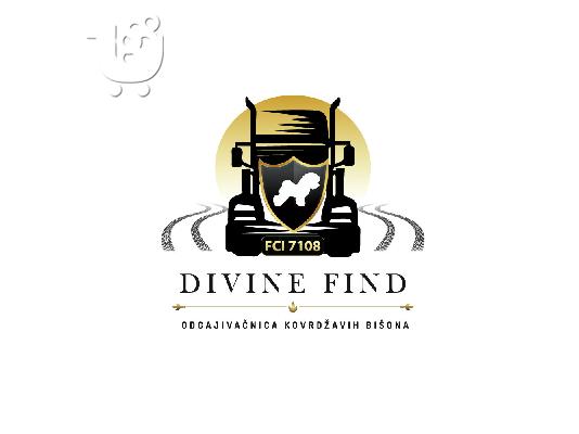 Bichon Frize κουτάβια