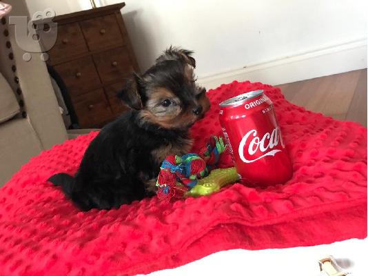 X μαζικά κουτάβια Yorkie
