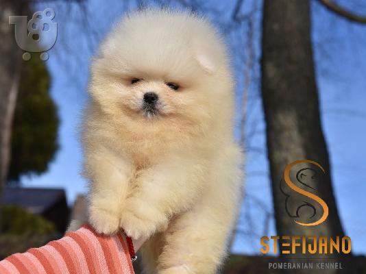 Premium καθαρόαιμα κουτάβια Pomeranian