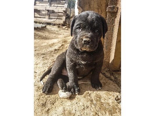 PoulaTo: Cane corso/Κανε κορσο