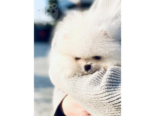 Pomeranian spitz mini white
