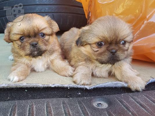 PoulaTo: Pekingese