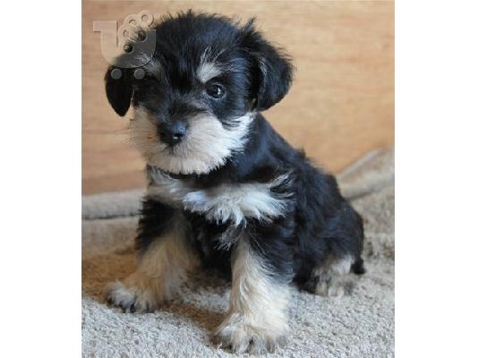 PoulaTo: Schnauzer mini - Σνάουτσερ μινι