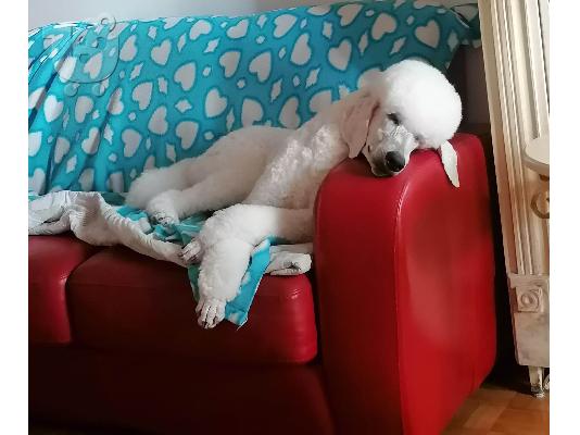 Τυπικό κανίς αγόρι προς πώληση