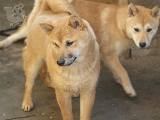 PoulaTo: Shiba Inu κουτάβια προς πώληση