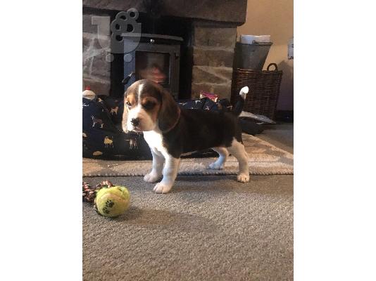 PoulaTo: Διαθέσιμα κουτάβια Beagle