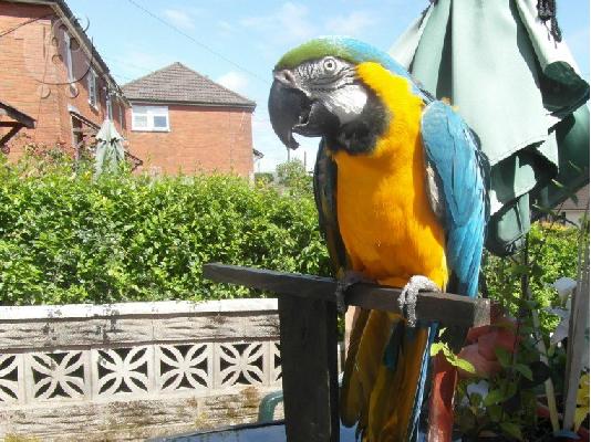 Πουλάμε το μπλε & χρυσό macaw μας.