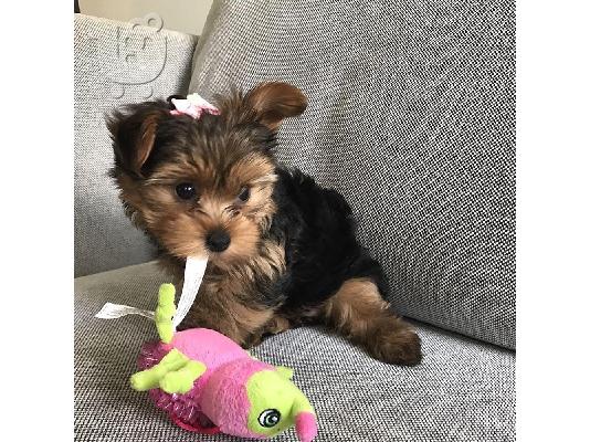 Πωλείται κουτάβι Yorkie