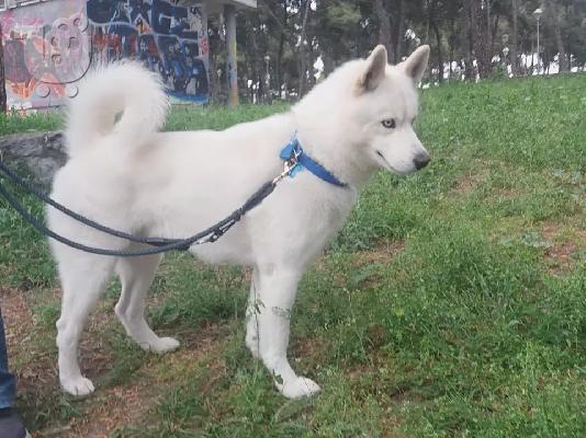 Καθαροαιμα Χασκυ Σιβηριας