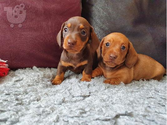DACHSHUNDS