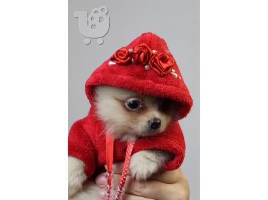 PoulaTo: Pomeranian Spitz κουτάβια