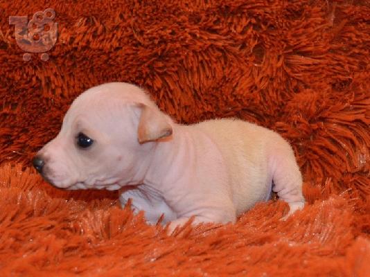 PoulaTo: American Hairless