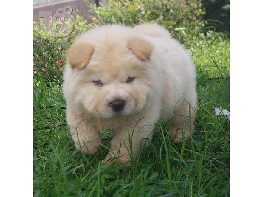 Διατίθενται μωρά Chow Chow