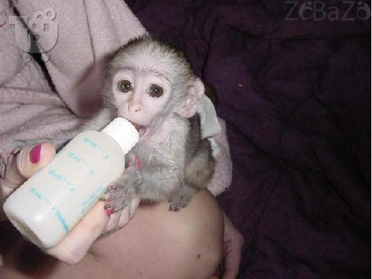 Ómorfo Capuchin Monkey gia yiothesía steílte mas mínyma sto ....