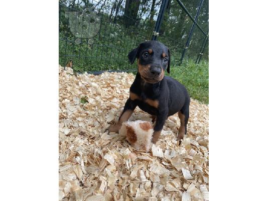 Πιστά κουτάβια Doberman Pinscher