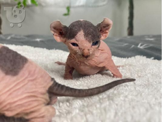 Γατάκια Sphynx διαθέσιμα για υιοθεσία