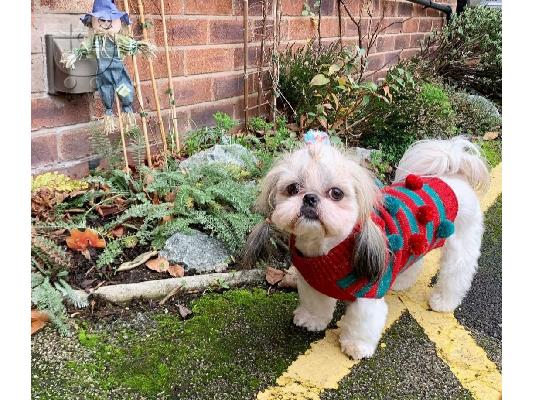 PoulaTo: Όμορφα κουτάβια Shih Tzu X Malshi προς πώληση