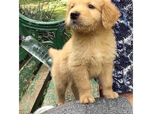 Lovely Golden retriever κουτάβια Διαθέσιμο προς πώληση.