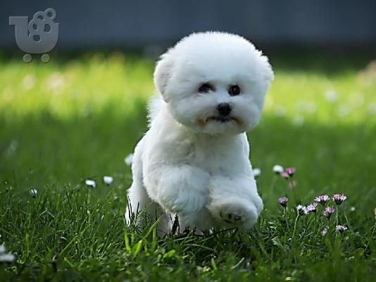 Bichon Frize κουτάβι