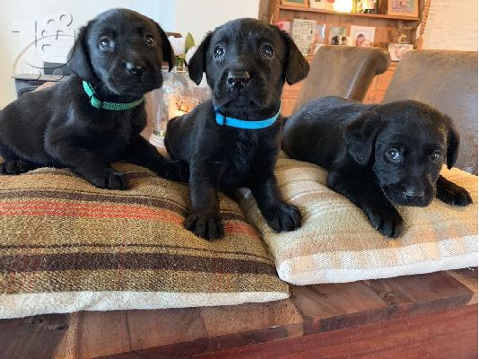 Labrador Retriever Σκύλοι και κουτάβια προς πώληση