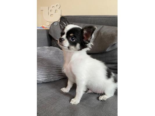 PoulaTo: Kc Μακριά μαλλιά Chihuahua Pups