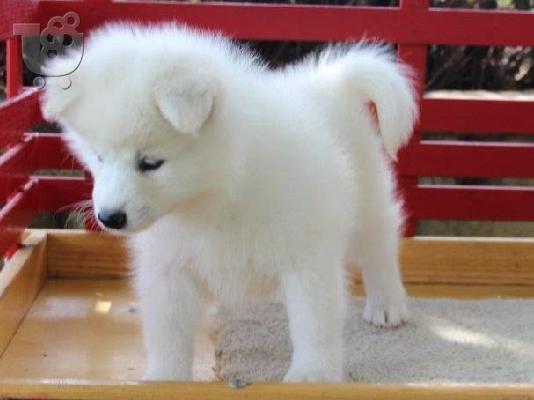 Όμορφα υγιή κουτάβια Samoyed