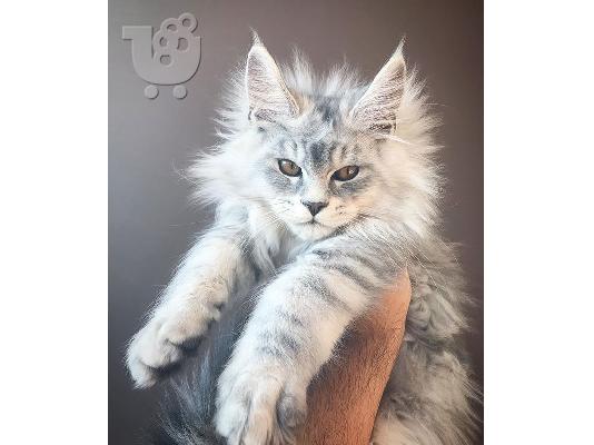 PoulaTo: Maine Coon - Μέιν Κουν