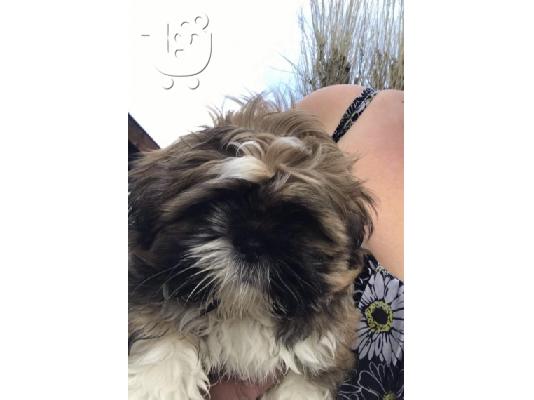 PoulaTo: Πανέμορφο Shih Tzu προς πώληση.