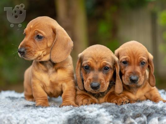 PoulaTo: Dachshund κουτάβια προς πώληση