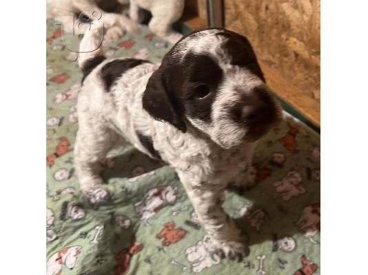Lagotto romagnolo κουτάβια