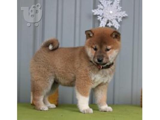 PoulaTo: Akc Shiba Inu κουτάβια για την υιοθεσία