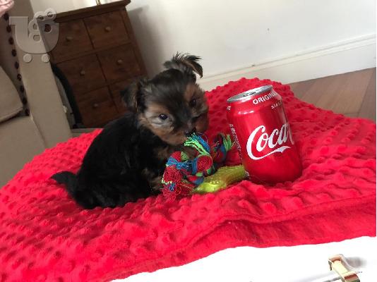 X μαζικά κουτάβια Yorkie