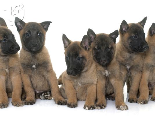PoulaTo: Malinois – Μαλινουά