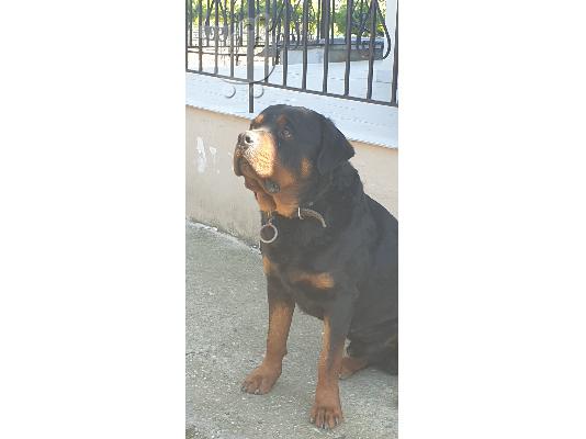 Καθαρόαιμα αρσενικά και θηλυκά rottweiler.