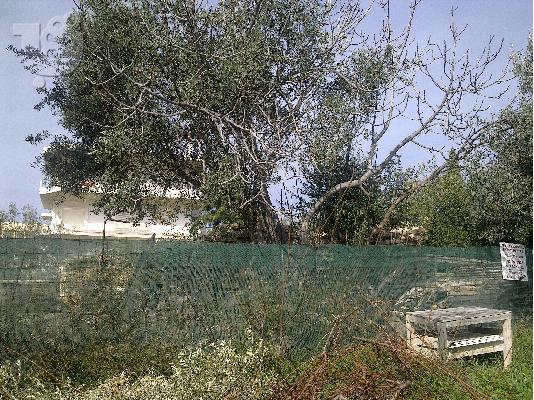 ΠΩΛΗΣΕΙ ΟΙΚΟΠΕΔΟΥ 300 τμ
