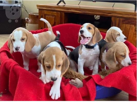 PoulaTo: Εδώ παρουσιάζουμε τα υπέροχα κουτάβια Beagle μας έτοιμα να ξαναστήσουν,