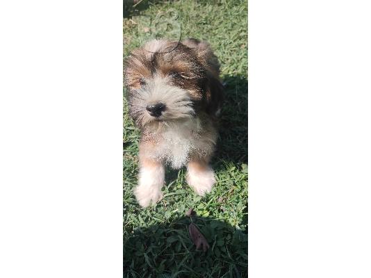 Havanese Bichon κουτάβια