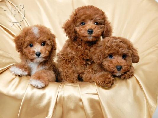 PoulaTo: Κουτάβια Goldendoodle