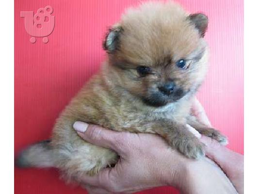 PoulaTo: Πουλήστε Pomeranian