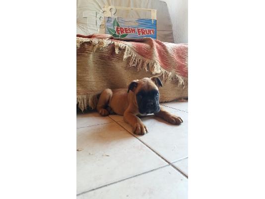 μποξερ boxer