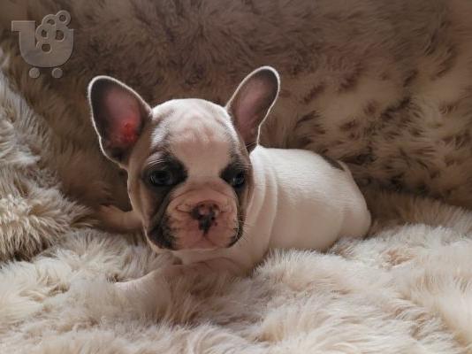 PoulaTo: French Bulldogs Available