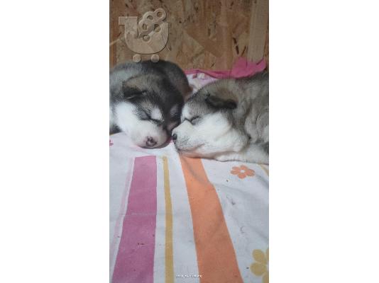 Alaskan Malamute κουτάβια
