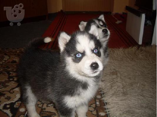 HUSKY καθαροαιμα 6979314054 ΑΘΗΝΑ