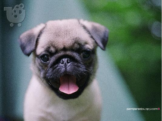 κορυφαία κουτάβια pug